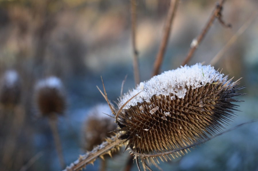 Teasel dusted with snow